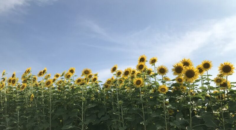 アリママ