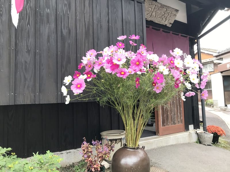 島原銀水秋桜