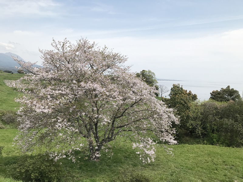 原城桜